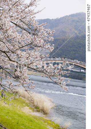 Cherry blossoms of Kintai Bridge 47437467
