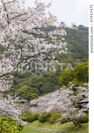 在山口縣岩國市吉賀公園的櫻花樹 47437475