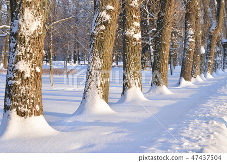 Park alley at winter. Park alley at winter. 47437504