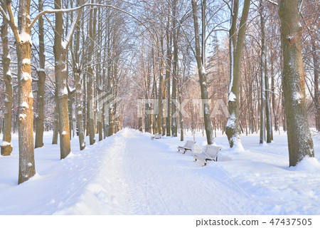 Park alley at winter. 47437505