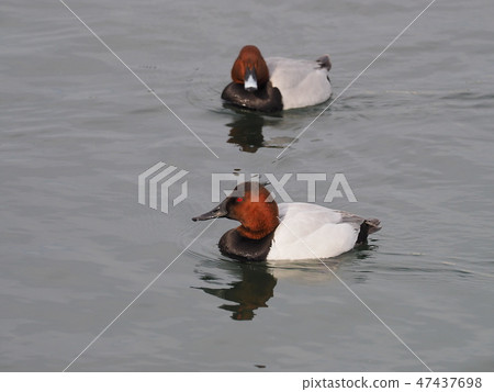 Canvasback Canvasback 47437698