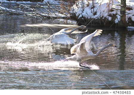 天鵝登陸 47438483