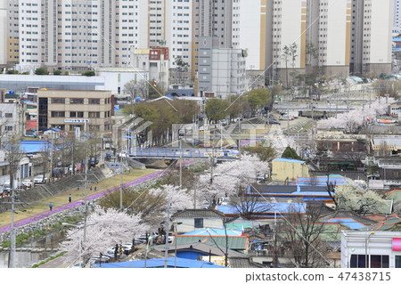Daedongcheon與盛開的櫻花 Daedongcheon與盛開的櫻花 47438715