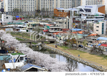 Daedongcheon櫻花小道 47438716