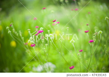 韓國花 韓國花 47439143