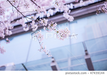 韓國櫻花樹 47439144