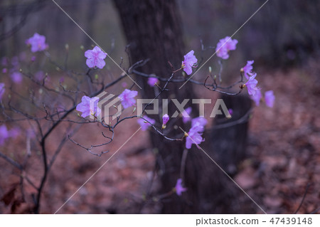 Korean flowers 47439148