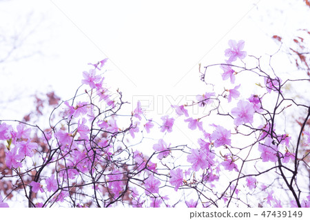 Korean flowers Korean flowers 47439149
