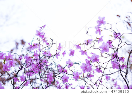 韓國花 韓國花 47439150