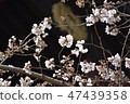 Cherry blossoms in early spring 47439358