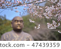 A cherry tree with a superior 47439359