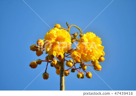 Yellow flowers and background. Yellow flowers and background. 47439418