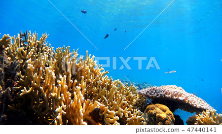 Shiga Prefecture underwater photograph of Tokajiki Okinawa Tokashikijima 47440141