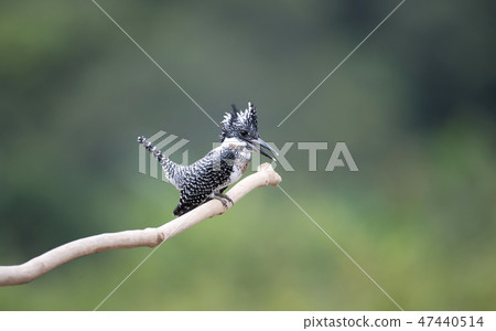 Adult male Crested kingfisher(Megaceryle lugubris) 47440514