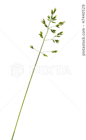 Poa pratensis 47440529