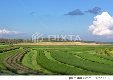 Landscape view of tea plantation with blue sky 47441400