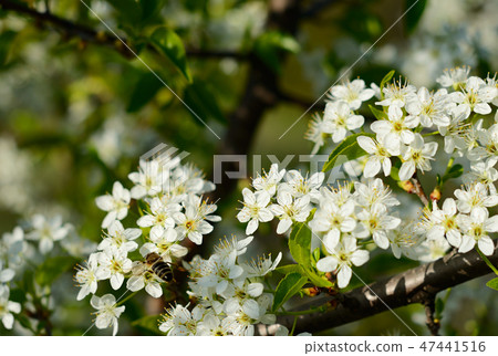 Cherry tree with white flowers and fresh leaves Cherry tree with white flowers and fresh leaves 47441516