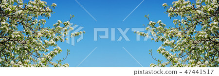 Cherry tree with white flowers and fresh leaves 47441517