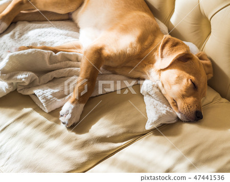 Golden puppy sleeping on leather sofa 47441536