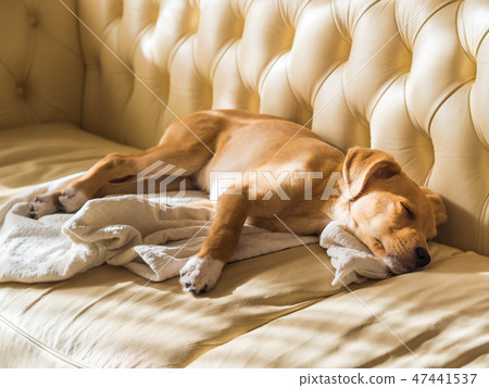 Golden puppy sleeping on leather sofa 47441537