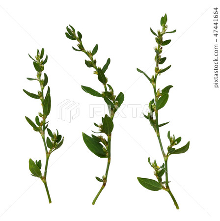 Wild twigs with green leaves and white flowers Wild twigs with green leaves and white flowers 47441664