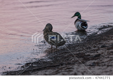 duck,bird,outdoor, animal, river, beak, copy space 47441771