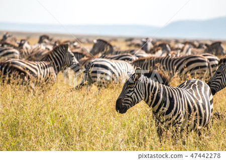 Tanzania Serengeti National Park Safari Group of zebras 47442278