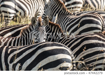 Tanzania Serengeti National Park Safari Group of zebras 47442279