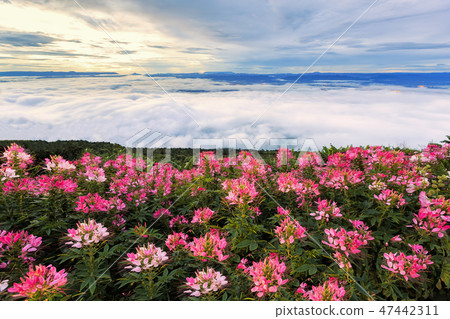 Beautiful flower and fog on the view of mountains 47442311