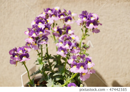 甜alicantum 47442385