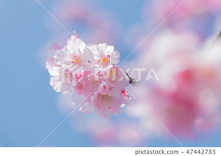 Cold Sakura Sakura Closeup Copy Space 47442783