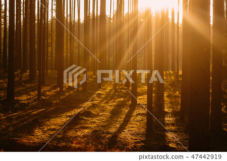 Young girl in evening forest 47442919