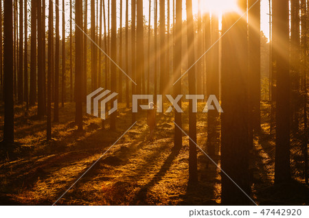 Young girl in evening forest 47442920