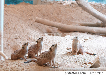 meerkat meerkat 47442944