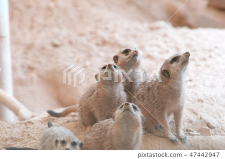 meerkat meerkat 47442947
