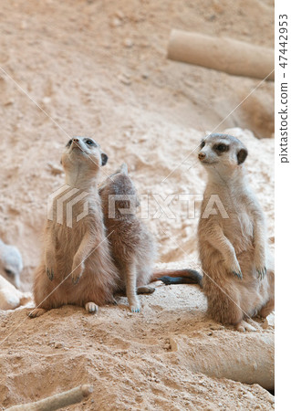 meerkat meerkat 47442953