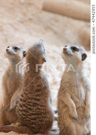 meerkat meerkat 47442955