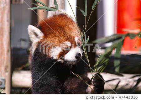 Lesser panda Lesser panda 47443010