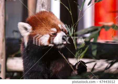 Lesser panda Lesser panda 47443012