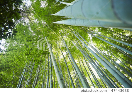 Bamboo grove Bamboo grove 47443688