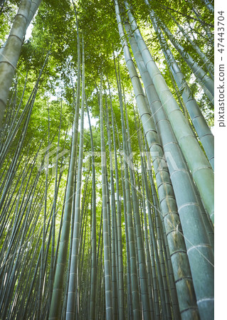  Bamboo grove 47443704