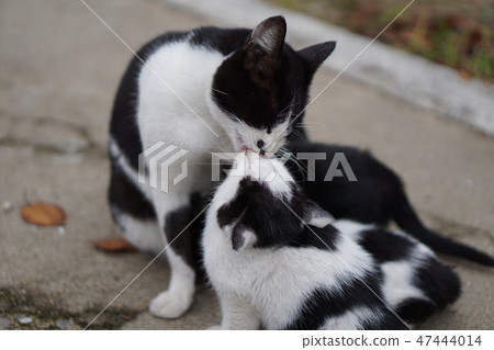 Cat's family Cat's family 47444014