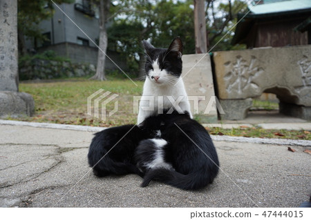 Cat's family Cat's family 47444015
