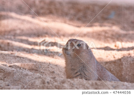 Prairie dog Prairie dog 47444036