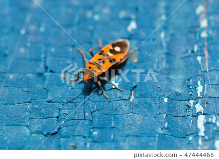 red beetle soldier on a wooden surface closeup 47444468