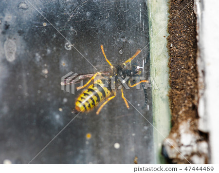 wasp behind the glass 47444469