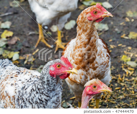 free range chickens closeup 47444470