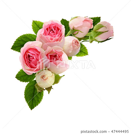 Pink rose flowers and green leaves in a corner Pink rose flowers and green leaves in a corner 47444495