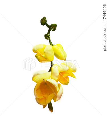 Yellow freesia flowers Yellow freesia flowers 47444496