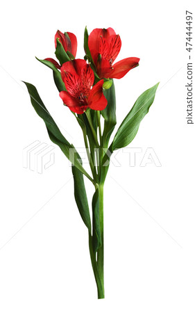 Red alstroemeria flowers Red alstroemeria flowers 47444497